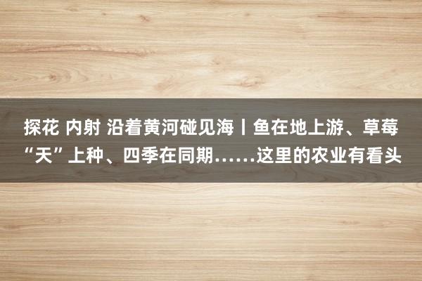 探花 内射 沿着黄河碰见海丨鱼在地上游、草莓“天”上种、四季在同期……这里的农业有看头